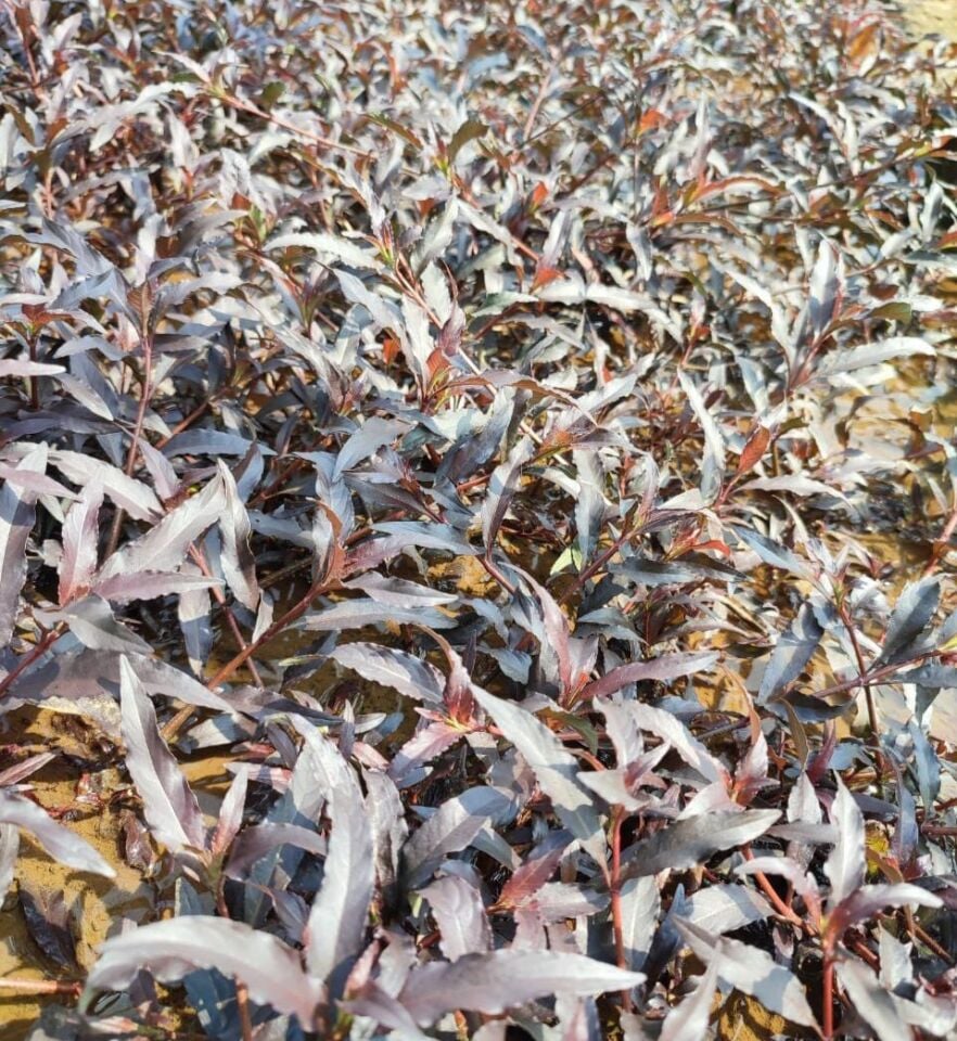 Hygrophila costata EX VITRO PLUS