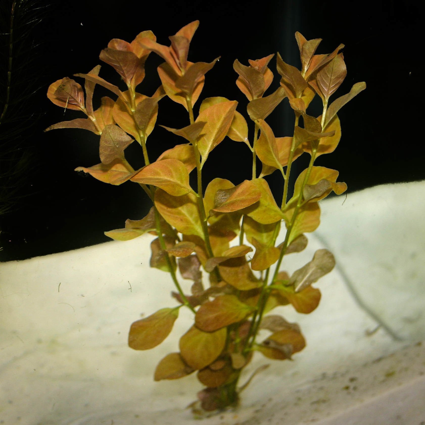 Ludwigia ovalis BUKET