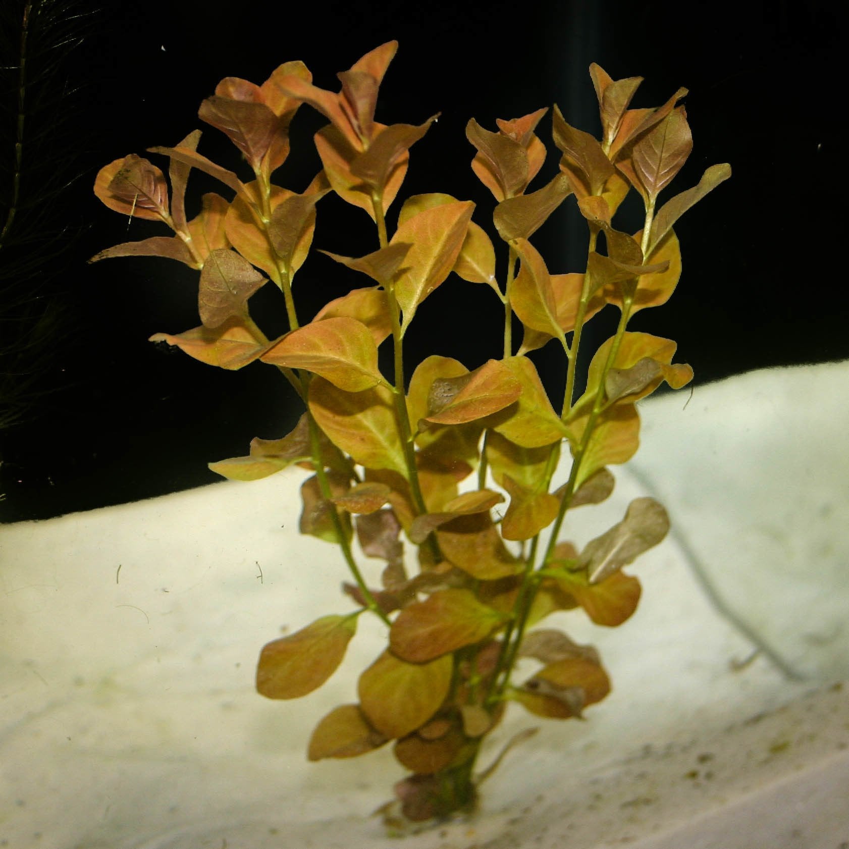 Ludwigia ovalis BUKET