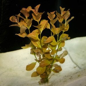 Ludwigia ovalis BUKET