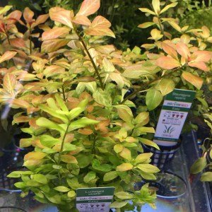 Ludwigia ovalis BUKET