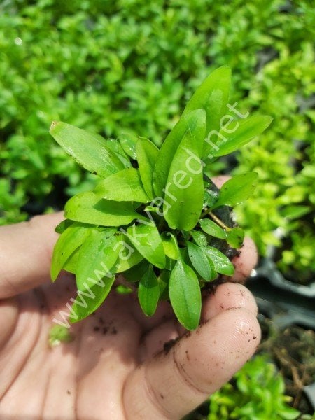 Cryptocoryne lucens BUKET