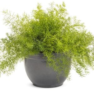 Asparagus sprengeri İTHAL BUKET ÖN SİPARİŞ