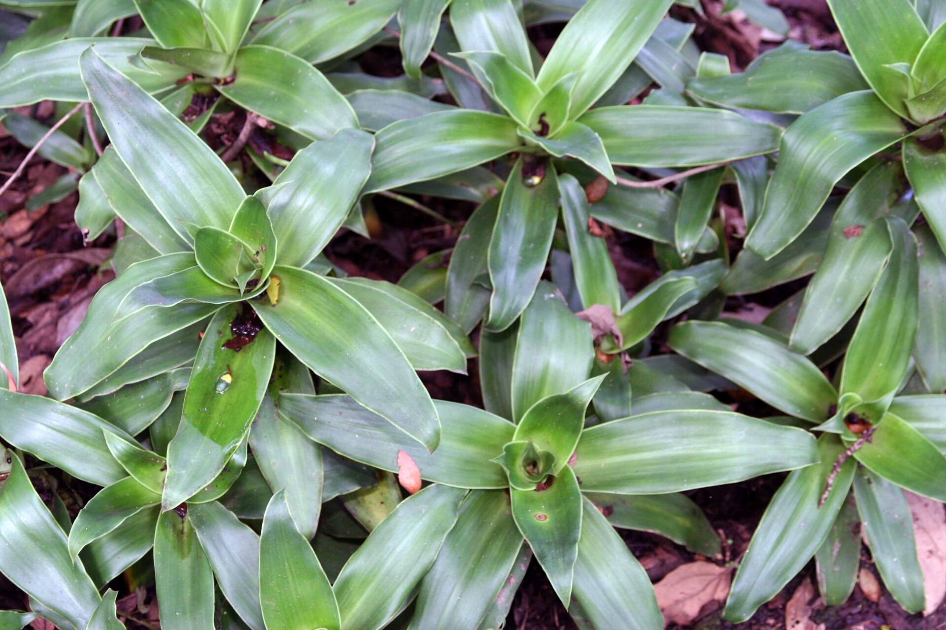 Callisia fragrans İTHAL BUKET ÖN SİPARİŞ