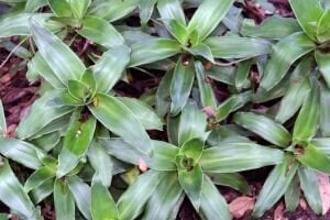 Callisia fragrans İTHAL BUKET ÖN SİPARİŞ
