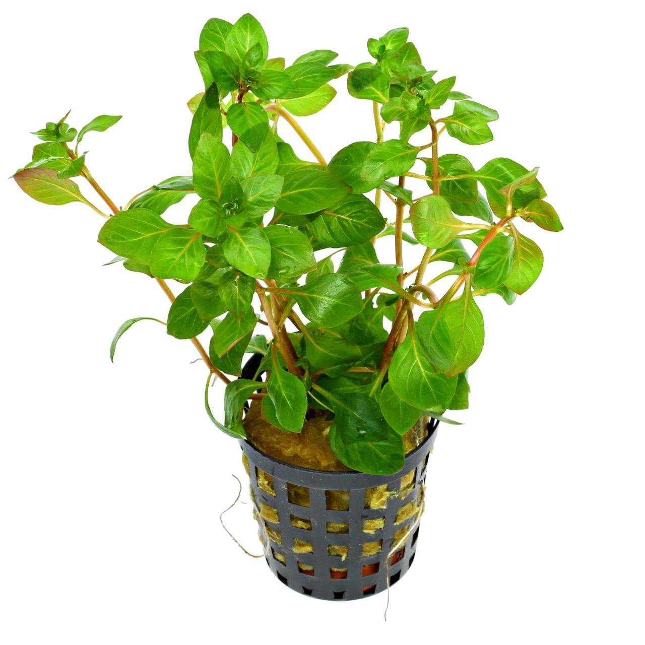 Ludwigia palustris red SAKSI