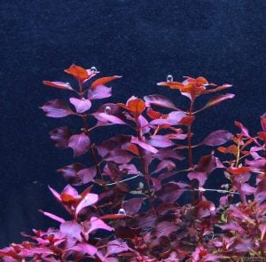 Ludwigia palustris red SAKSI