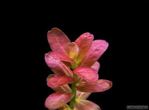 Cuphea anagalloidea İTHAL BUKET ÖN SİPARİŞ