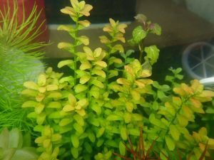 Cuphea anagalloidea İTHAL BUKET ÖN SİPARİŞ