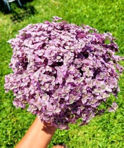Callisia repens pink panther BUKET İTHAL