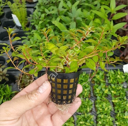 Ludwigia palustris red BUKET 