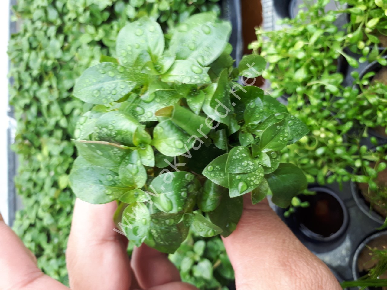 Ludwigia palustris red ADET