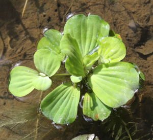 Pistia stratiotes L BOY (Su Marulu) ADET