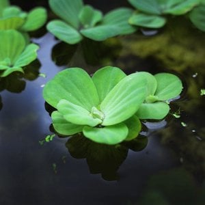 Pistia stratiotes L BOY (Su Marulu) ADET