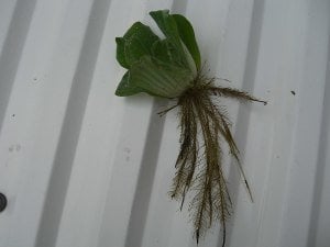 Pistia stratiotes L BOY (Su Marulu) ADET