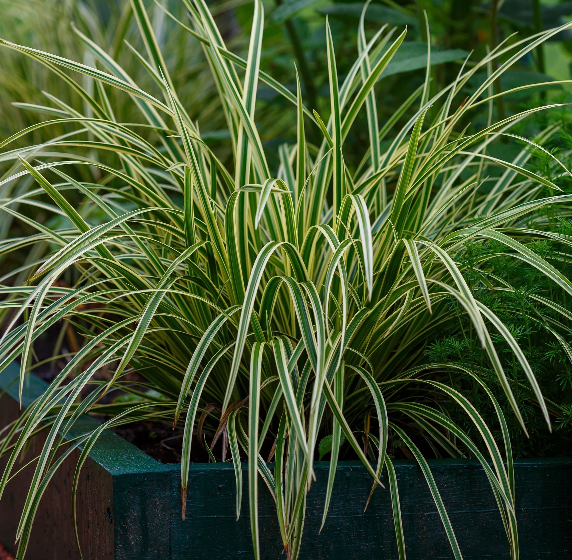 Carex morrowii 'silver sceptre' İTHAL BUKET ÖN SİPARİŞ
