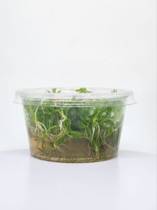 Ranunculus inundatus IN VITRO CUP