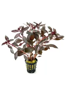 Ludwigia peruensis SAKSI