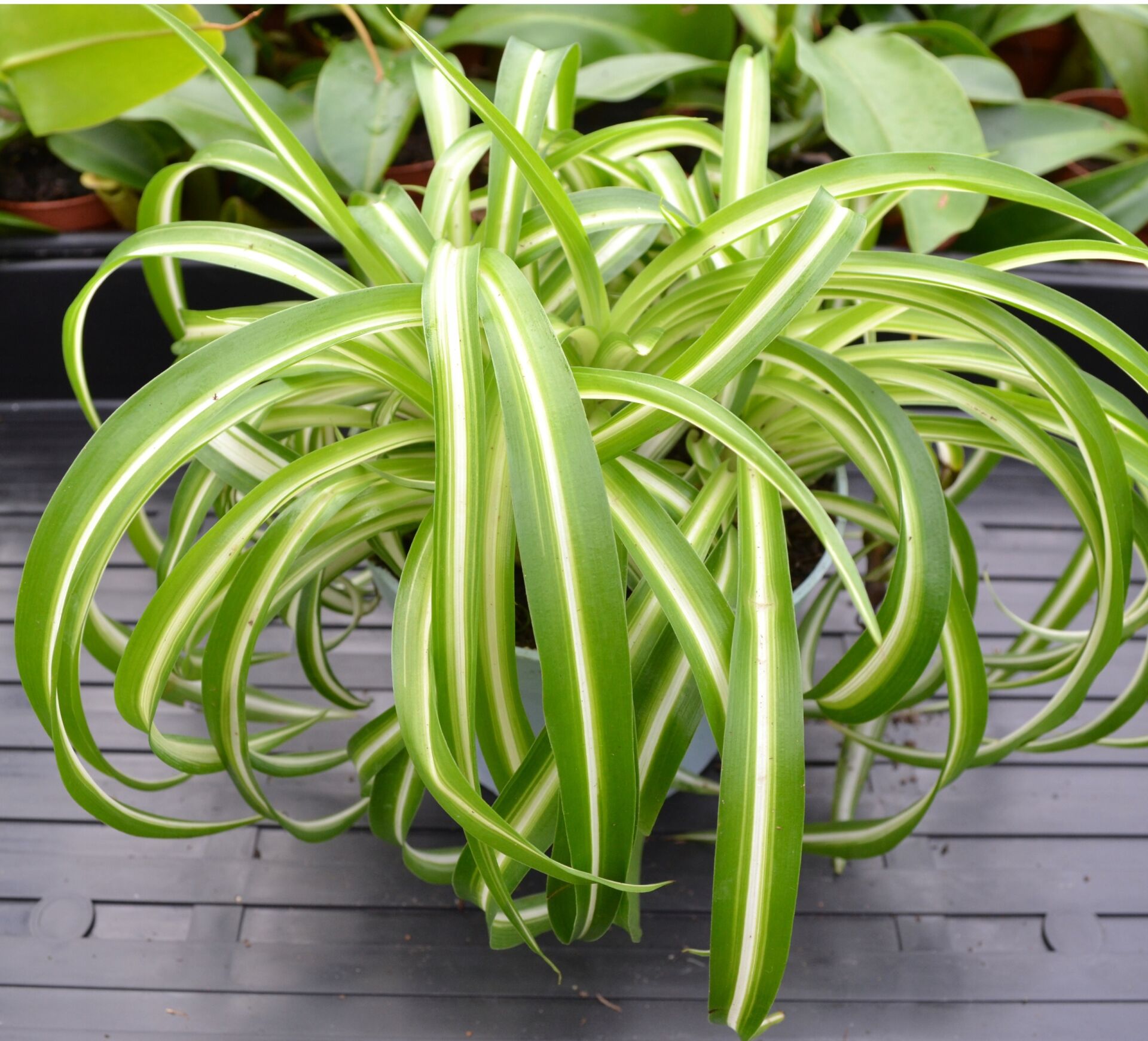 Chlorophytum comosum bonnie İTHAL BUKET