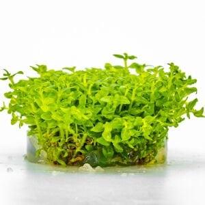 Bacopa salzmannii araguaia IN VITRO CUP