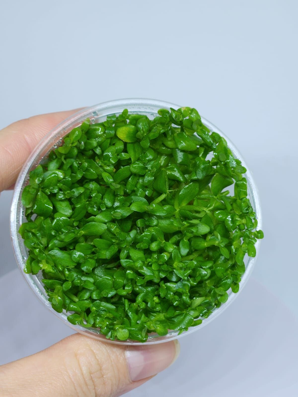 Bacopa salzmannii araguaia IN VITRO CUP