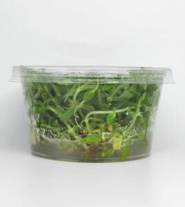 Bacopa salzmannii araguaia IN VITRO CUP