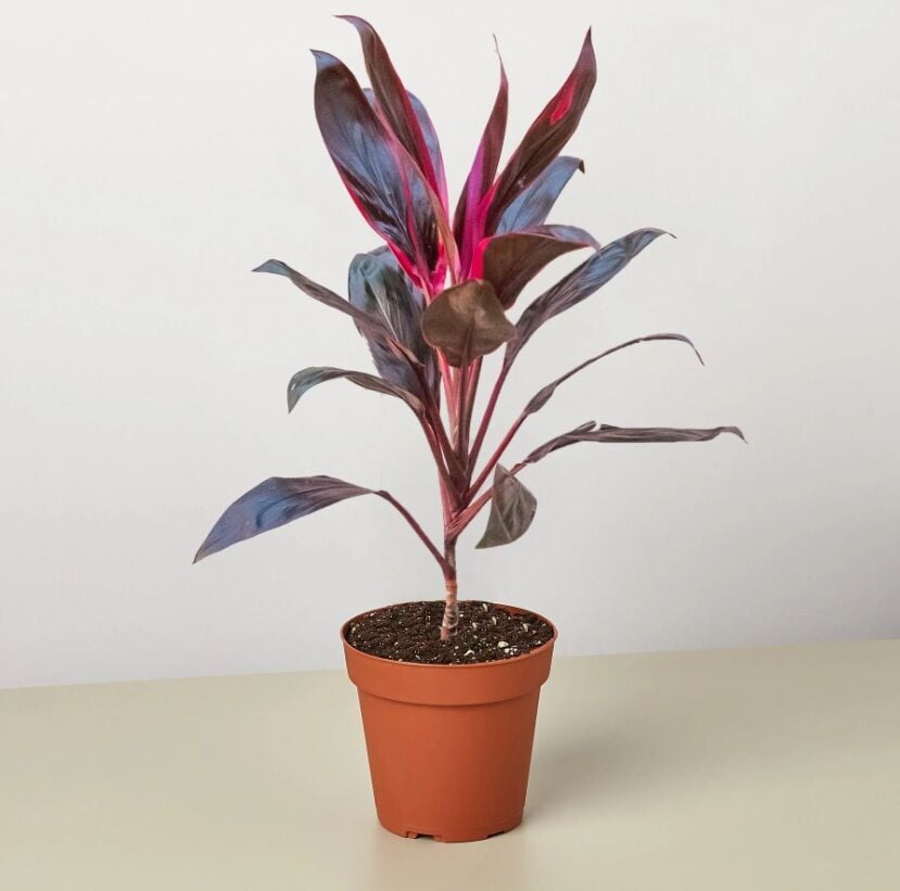 Cordyline fruticosa İTHAL BUKET ÖN SİPARİŞ