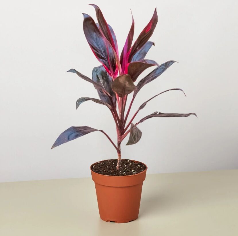 Cordyline fruticosa İTHAL BUKET