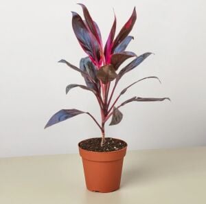 Cordyline fruticosa İTHAL BUKET ÖN SİPARİŞ