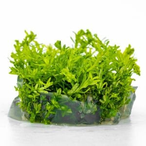 Mayaca fluviatilis IN VITRO CUP