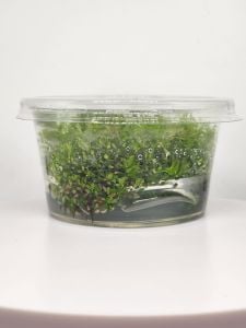 Mayaca fluviatilis IN VITRO CUP