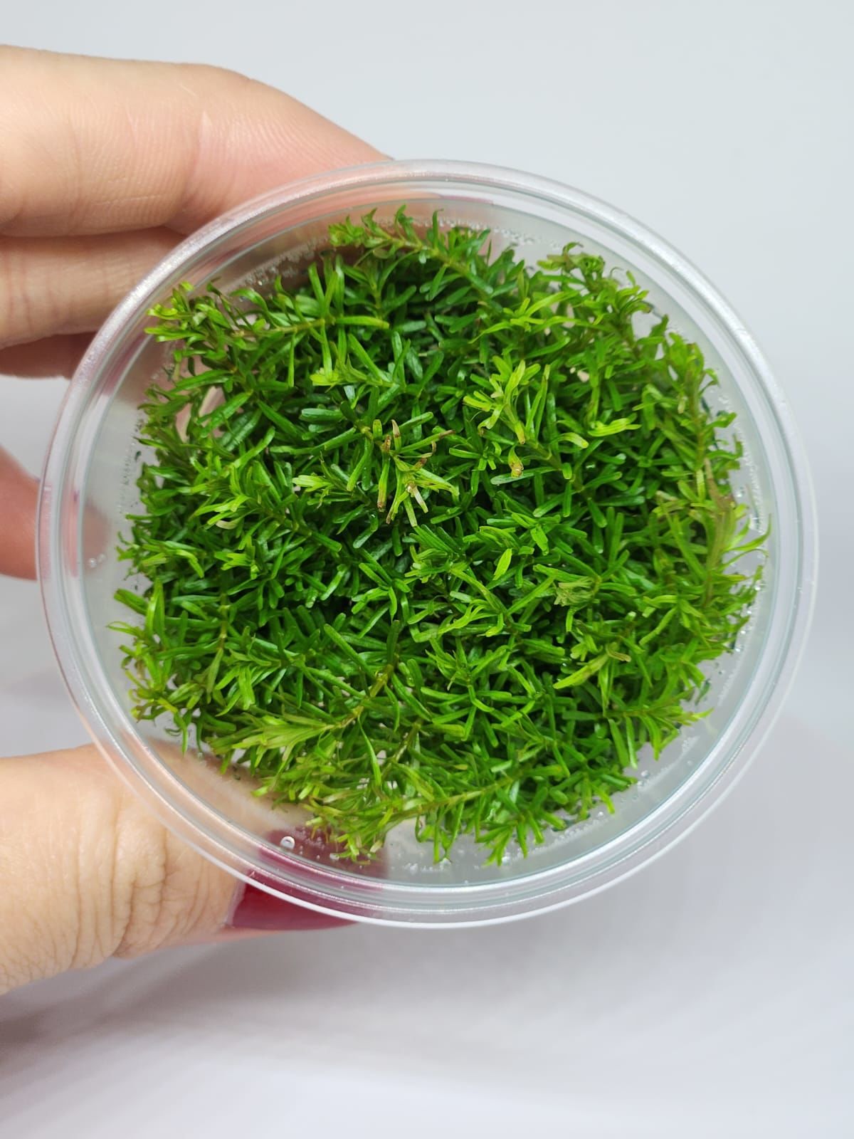 Mayaca fluviatilis IN VITRO CUP