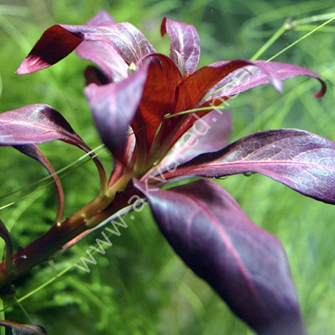 Ludwigia peruensis İTHAL BUKET