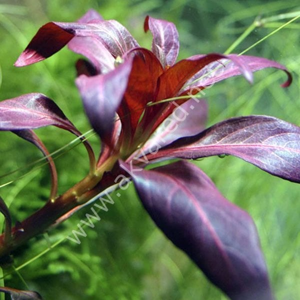Ludwigia peruensis BUKET 