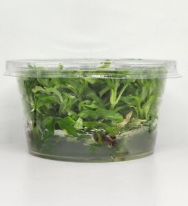 Pogostemon octopus IN VITRO CUP
