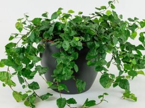 Ficus repens İTHAL BUKET ÖN SİPARİŞ