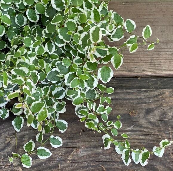 Ficus repens variegata