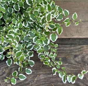 Ficus repens variegata