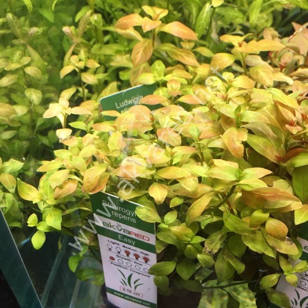 Ludwigia repens (Gül) SAKSI