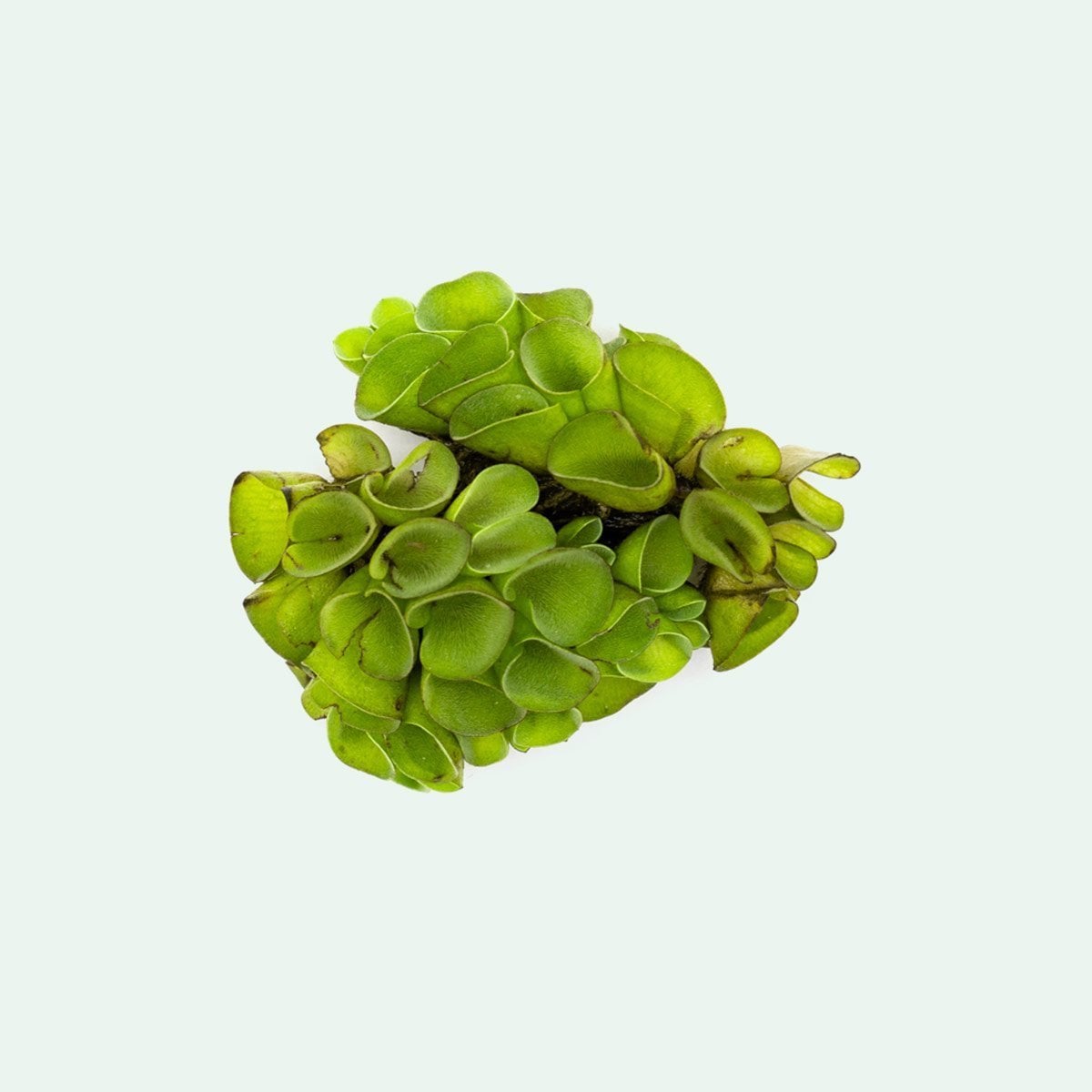 Salvinia minima ADET