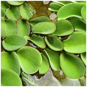 Salvinia minima ADET