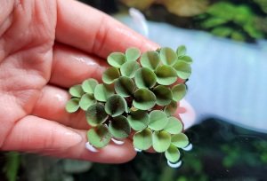 Salvinia minima ADET