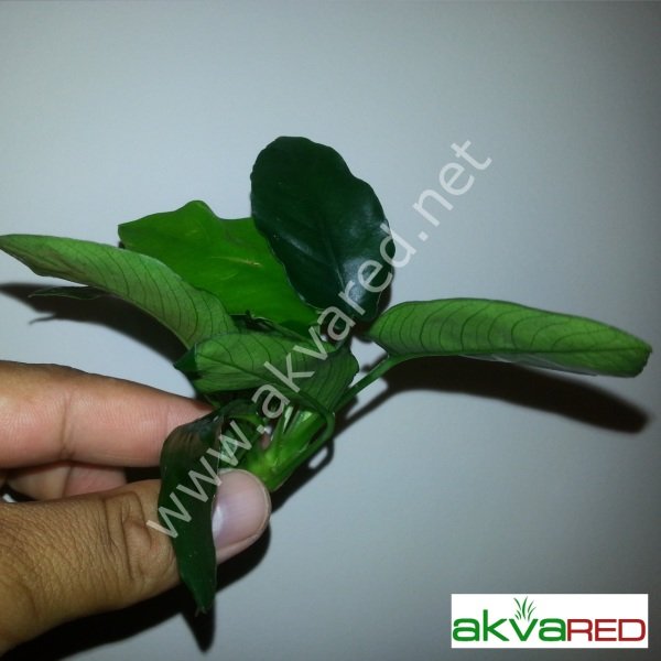 Anubias nana L BOY ADET ÖN SİPARİŞ