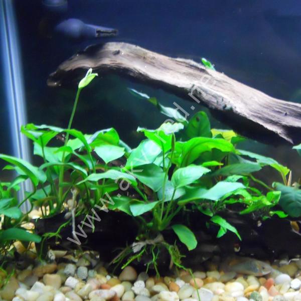 Anubias nana L Boy ADET