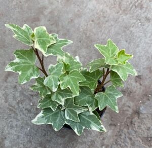 Hedera helix variegata İTHAL BUKET 