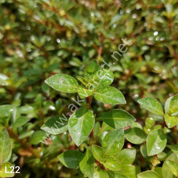 Ludwigia repens (Gül) BUKET