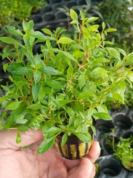 Ludwigia repens (Gül) BUKET