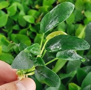 Anubias bonsai ADET