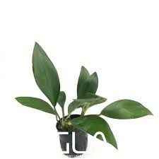 Anubias congensis broad leaf ADET ÖN SİPARİŞ