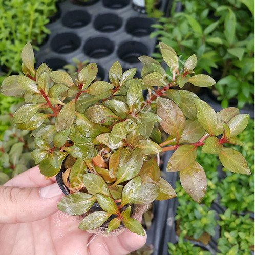 Ludwigia rubin / super red BUKET